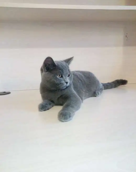 Британский кот, фотография 1