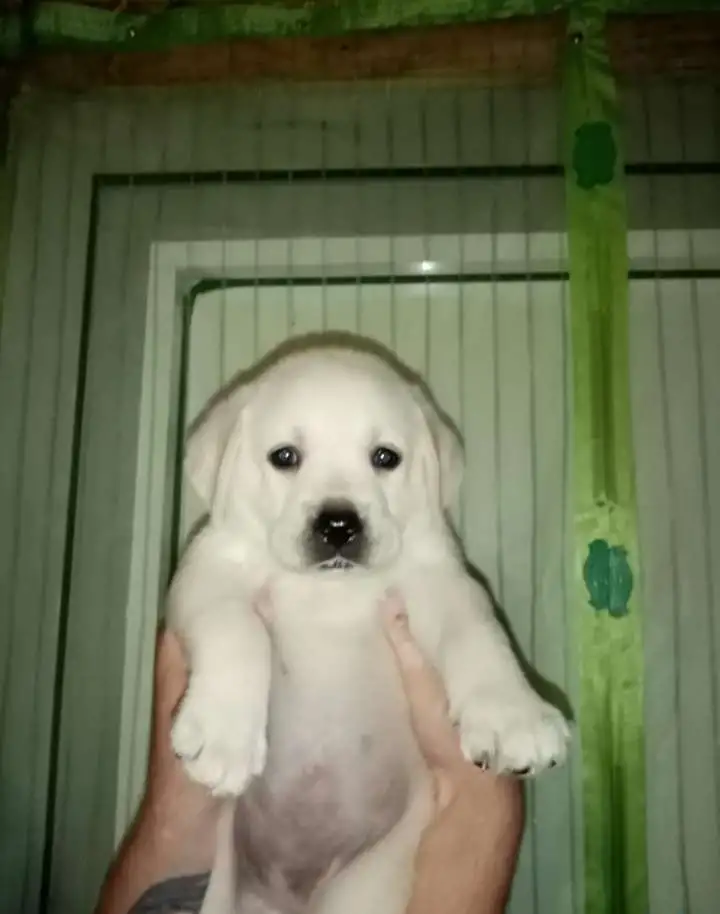 Собаки, фотография 1