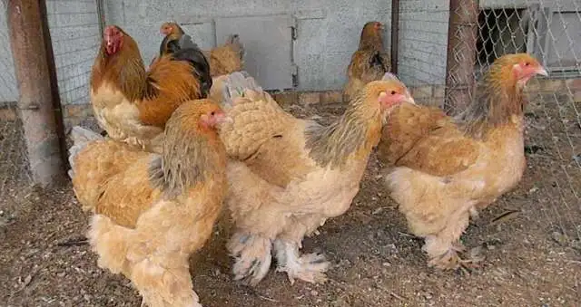 Инкубационное яйцо кур породы Брама палевая, фотография 1