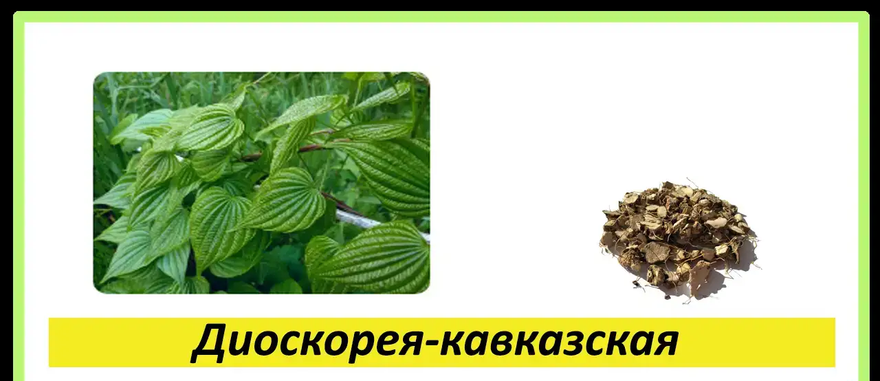 Целебные травы в каждый дом!, фотография 12