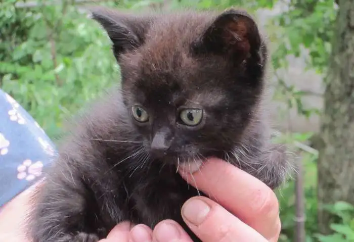 Котёнка в Хорошие Руки, фотография 9
