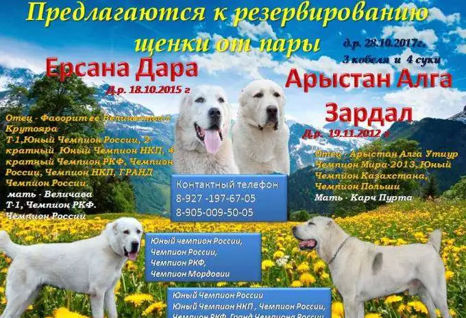 Щенки среднеазиатской овчарки, фотография 1
