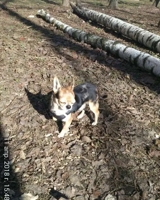 Пропал чихуахуа, фотография 2