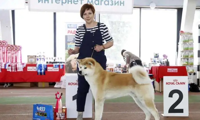 Продам продаются щенки японской, фотография 6
