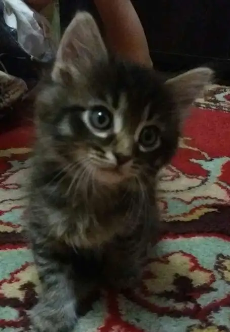 Продам котенка Мейн кун , фотография 1