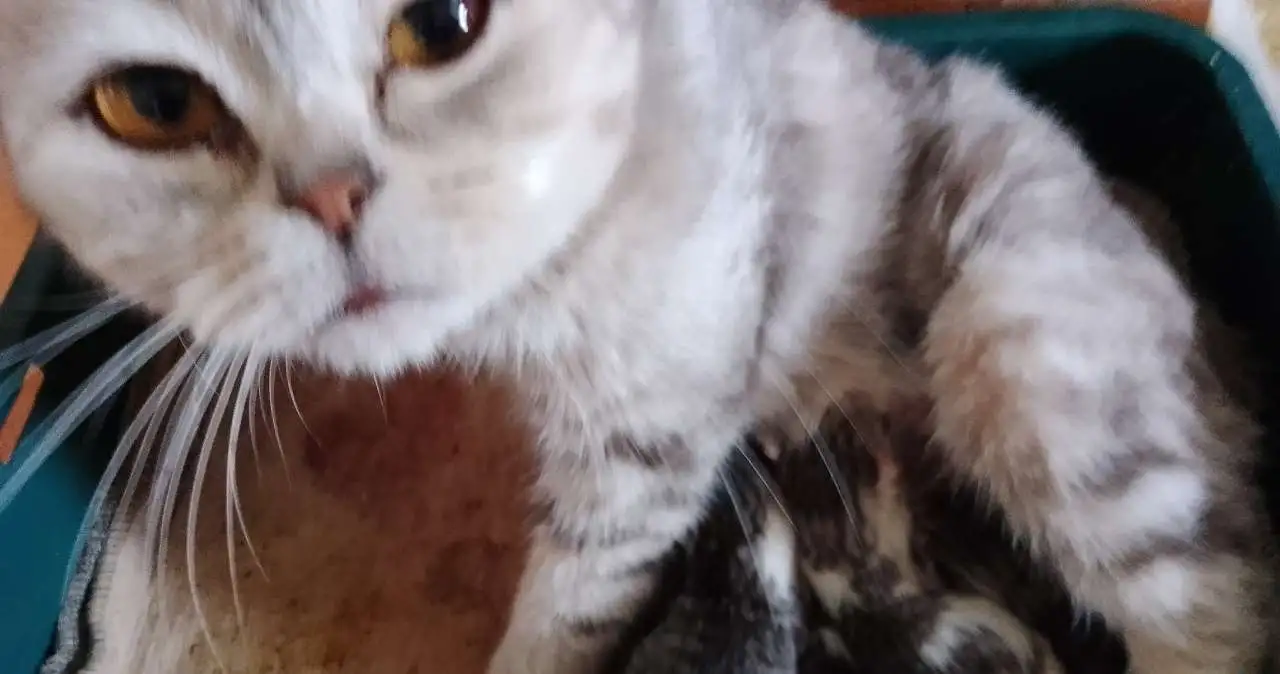 Котятки, фотография 2