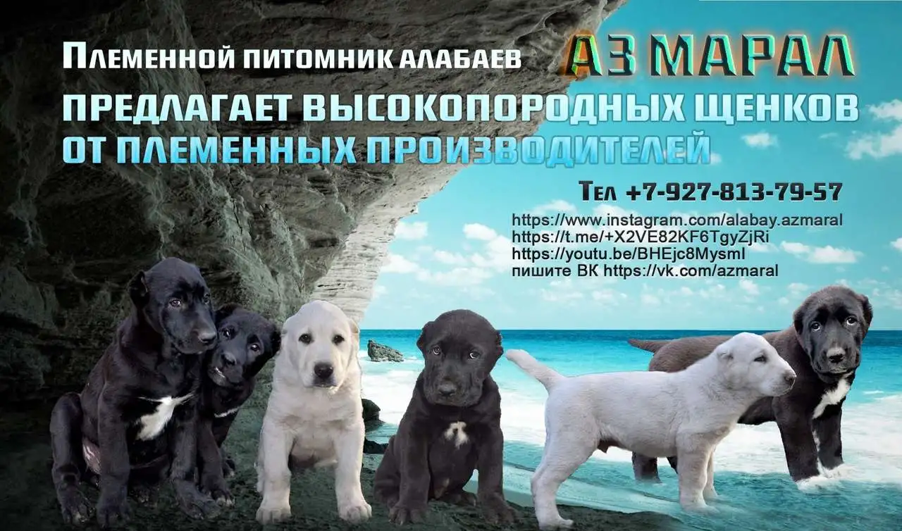 Щенки Алабая (САО) из племенного питомника, фотография 1