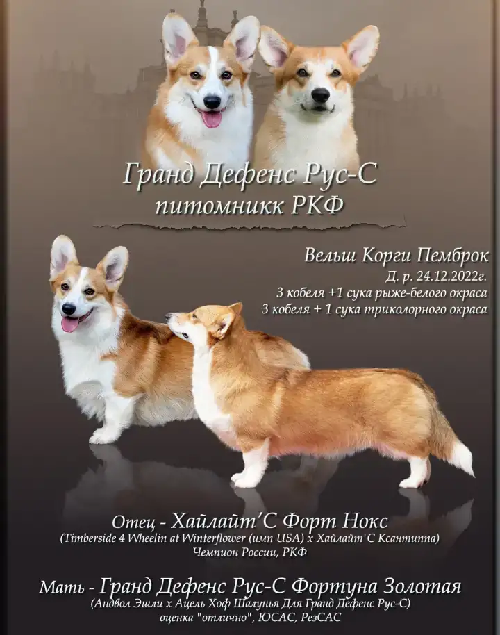 Великолепные щенки Вельш Корги Пемброк, фотография 8