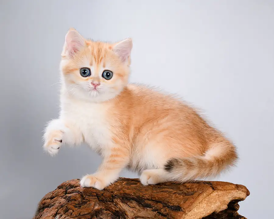 Британские котята. Золотые окрасы. Голубое золото, фотография 2
