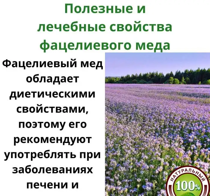Мёд из фацелии и липы башкирский, фотография 2