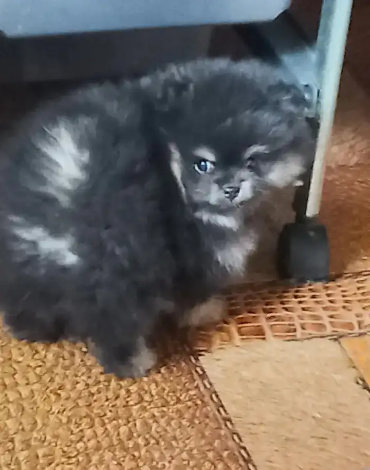 шпицы померашки, фотография 1