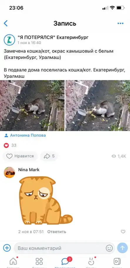 Пропала домашняя кошка, фотография 1