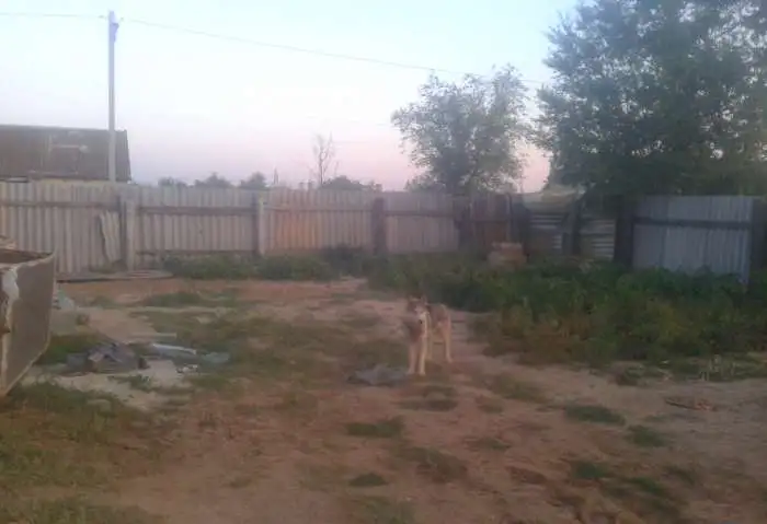 Продаю хаски волк кабелю, фотография 1