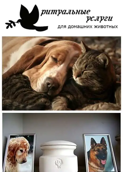 Усыпление животных на дому с вывозом на кремацию, фотография 1