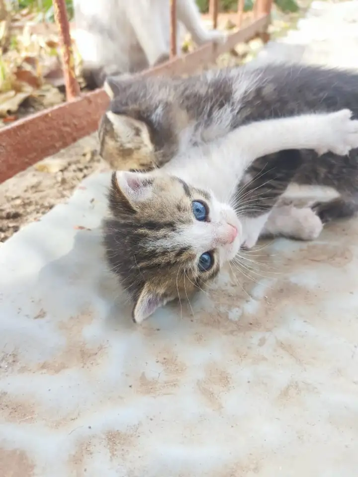 Котята ищут дом, фотография 3