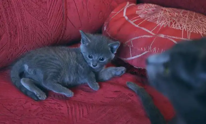 Продам котят русской голубой кошки, фотография 6