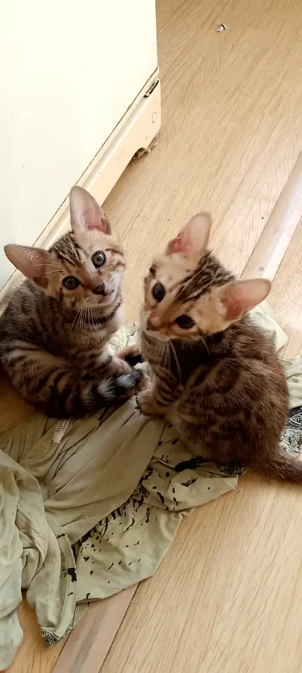 Продам Котят, фотография 4
