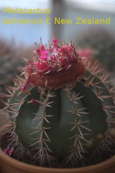 Продажа кактусов, Melocactus bahiensis f. New Zealand от Horst Kuenzler, фотография 2