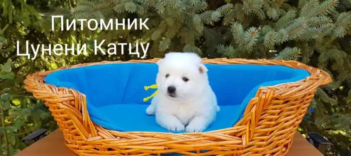 Японский шпиц., фотография 1