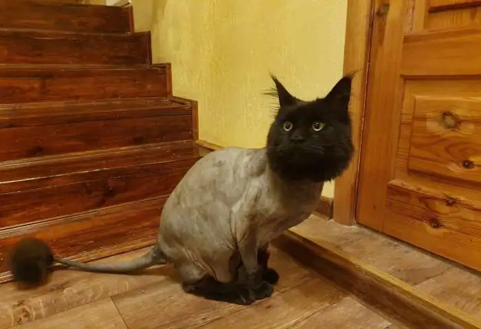Стрижка кошек с выездом на дом, фотография 4
