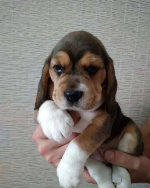 продам щенка бигля, фотография 1