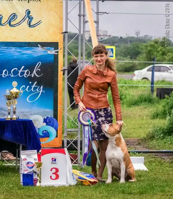 Продаются щенки ам.стаффа, фотография 1