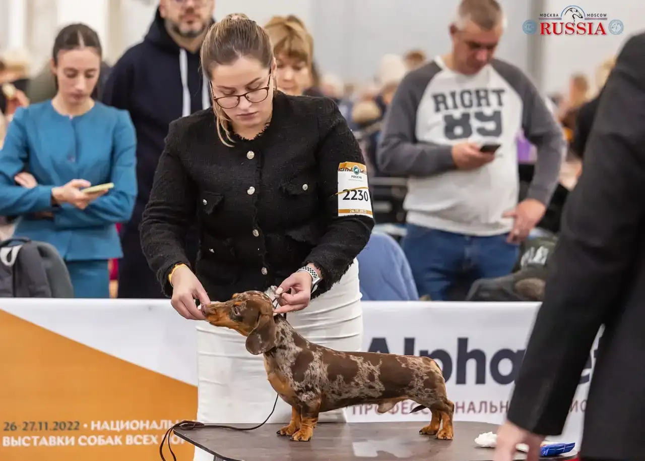 Вязка. Миниатюрный кобель Чемпион РКФ, фотография 6