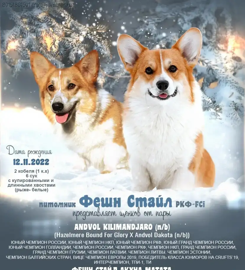 вельш корги пемброк щенки от Чемпиона, фотография 12
