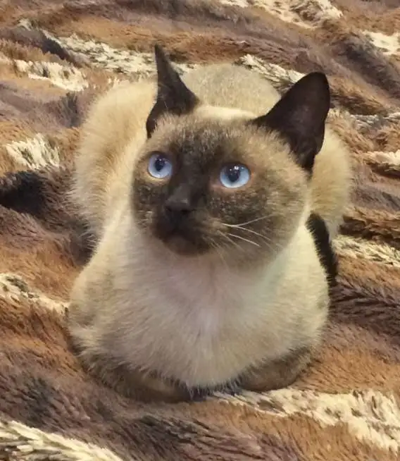 Найден сиамский кот, фотография 1