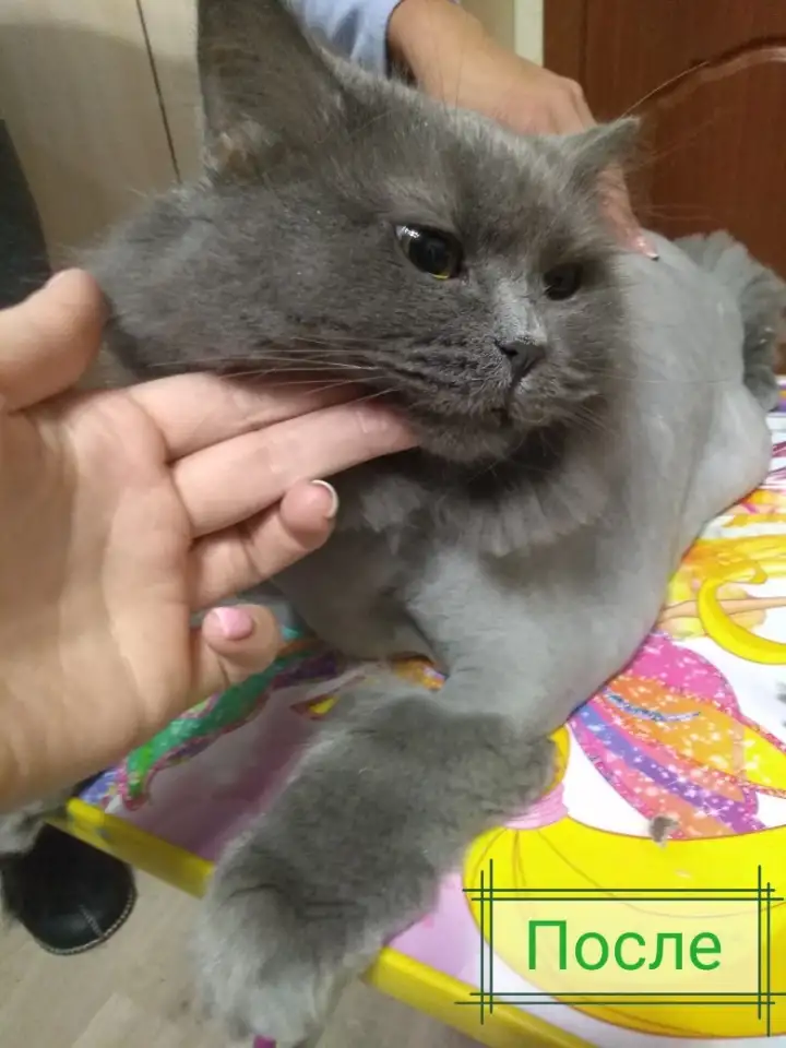 Стрижка животных, фотография 4
