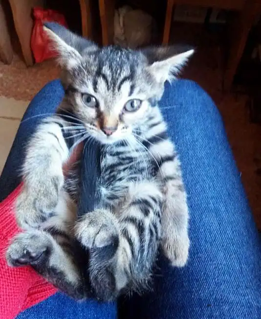 Отдадим славных котят в хорошие руки, фотография 3