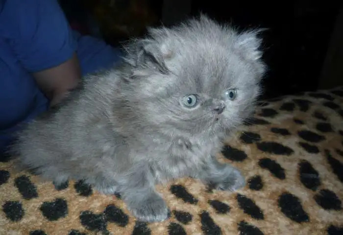 продам котёнка, фотография 2