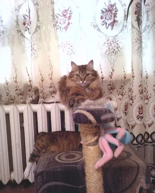 Котята Курильского бобтейла, фотография 9