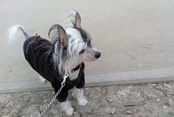 Вязка, фотография 2