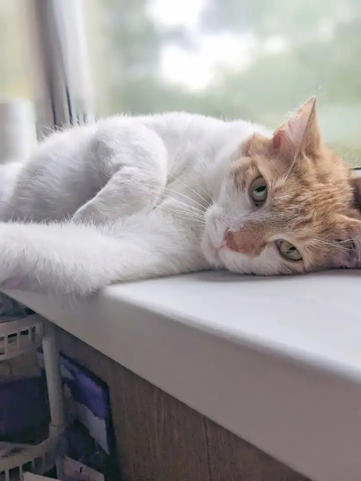 Ищет дом славный котик Сырник, фотография 3