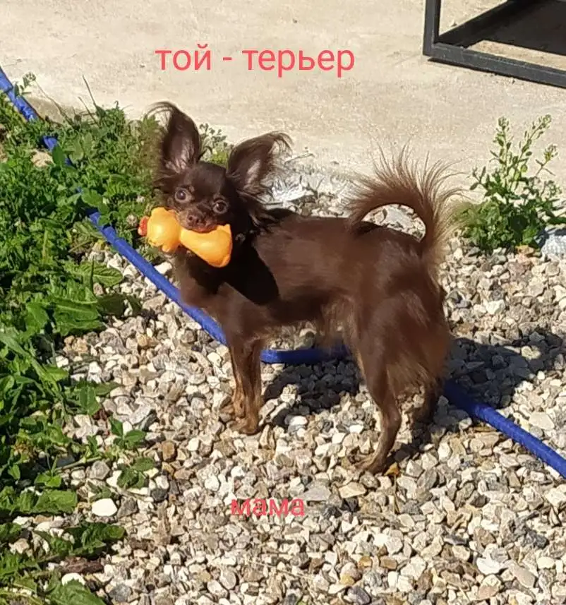 Той терьер длинношерстный - шоколадные щенки, фотография 3