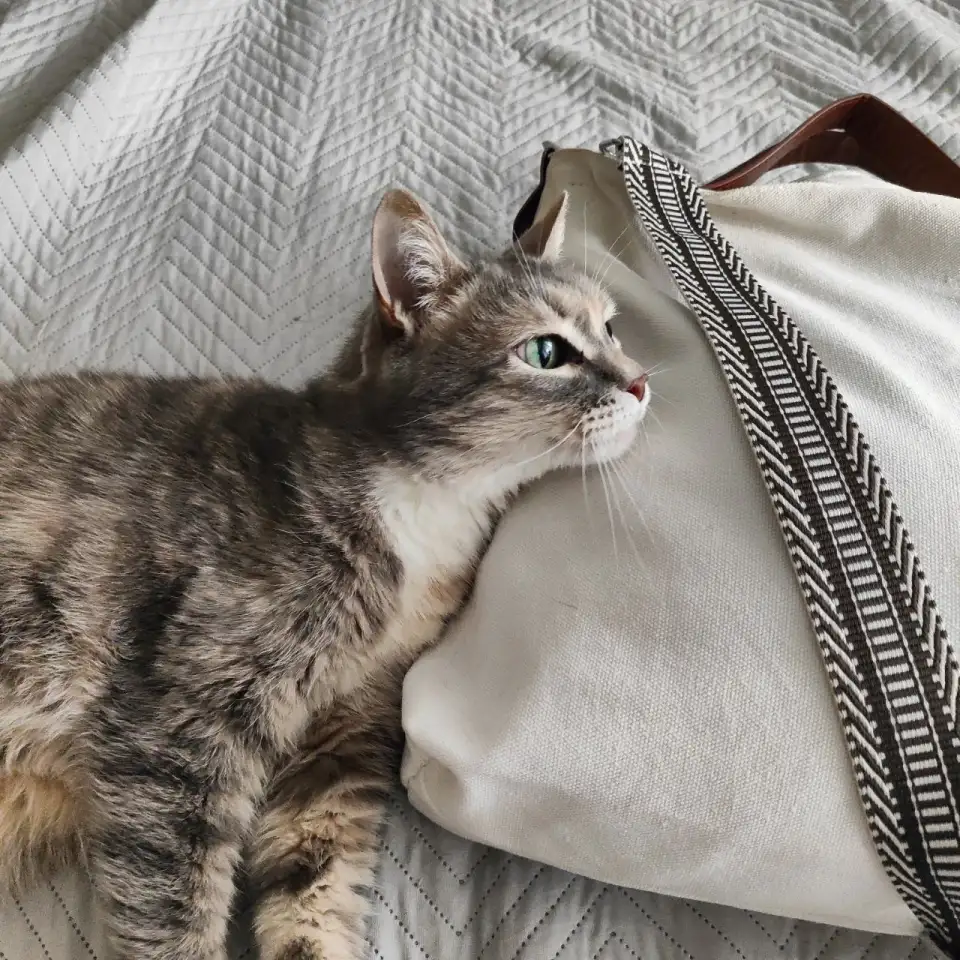 Кошка, фотография 7