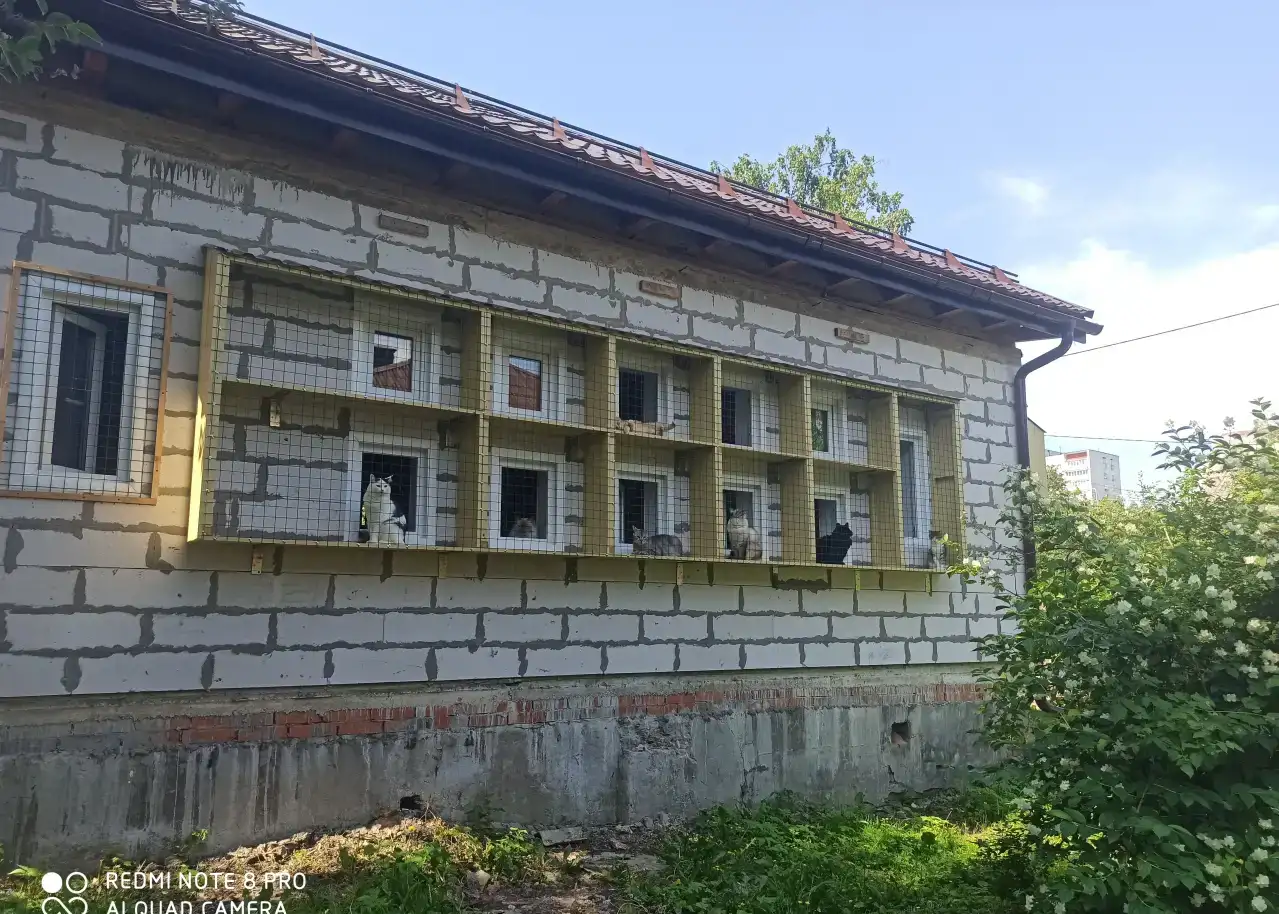 Зоогостиница 10 кошек, фотография 1