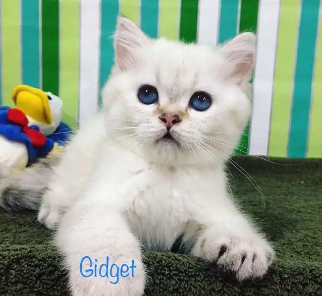 котенок  Кошечка GIDGET, фотография 2
