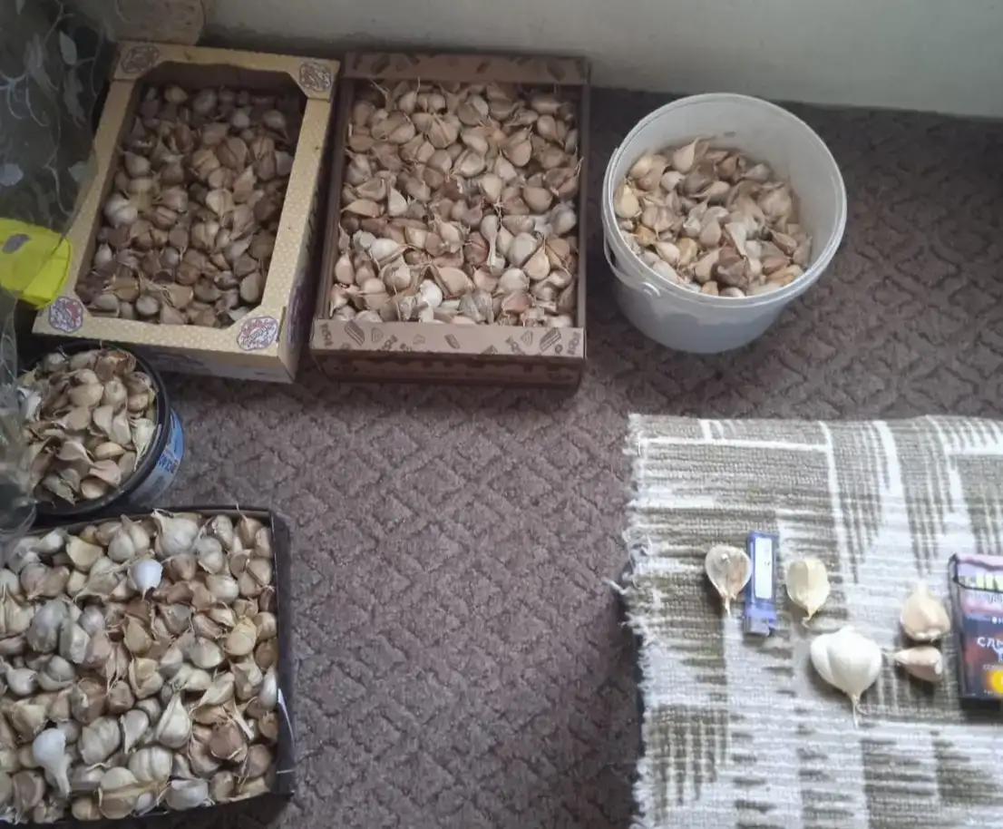 Продам Зубки чеснока, фотография 2