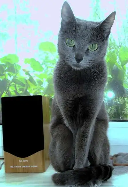 Продам котят русской голубой кошки, фотография 9