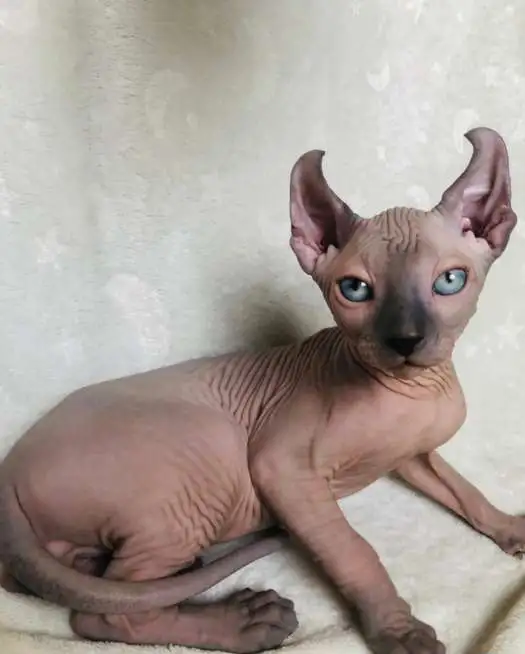 Котята эльфыб, фотография 2