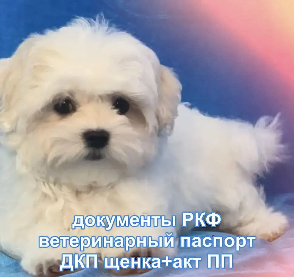 100% породистые, статусные щенки мальтезе из клуба Аэлит., фотография 2