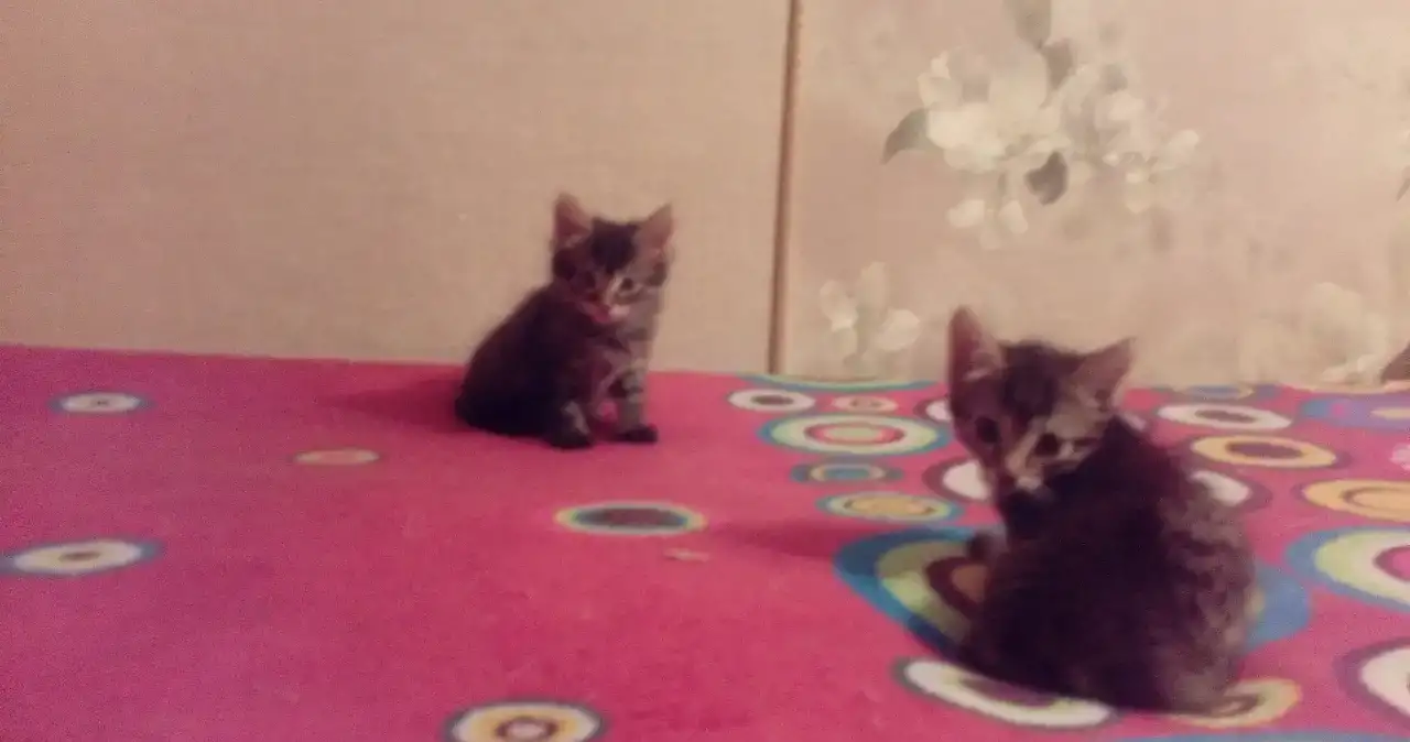 Котята в добрые руки, фотография 2