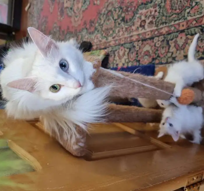 Котята турецкой ангоры из питомника, фотография 2