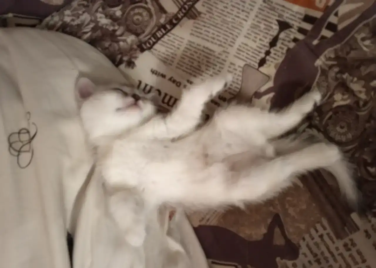 Британские котята, фотография 2