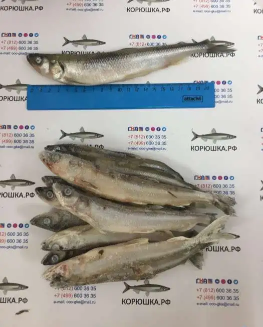 Корюшка средняя: 15-17 см (блок 11 кг), фотография 6
