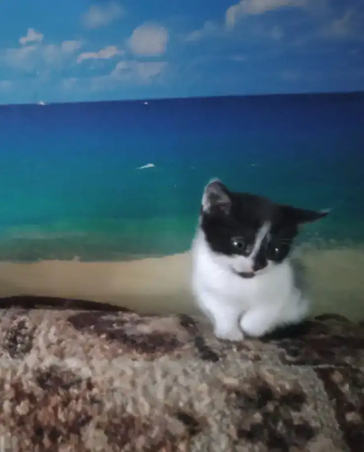 котята в подарок, фотография 4