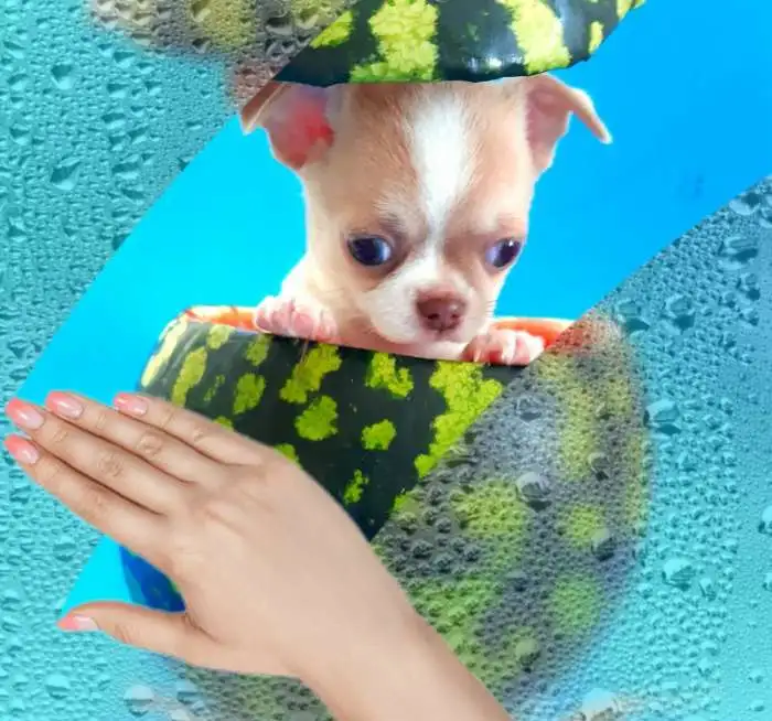 Мини чих, фотография 1
