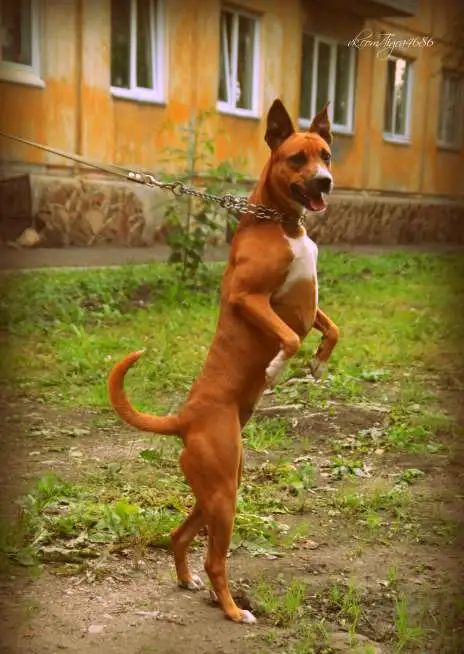 Отдам рыжую красавицу Стаффик, фотография 3